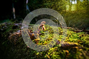 Small macro photographed mushroom highlighted in a dark autumn f