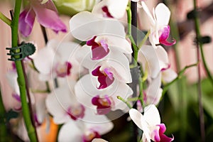 small magenta white Phalaenopsis orchids