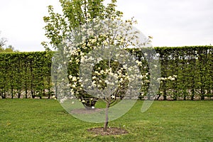 Small Magnolia acuminata tree blooming in large beautiful white flowers on a cloudy day photo