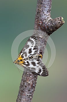 Small magpie - Anania hortulata