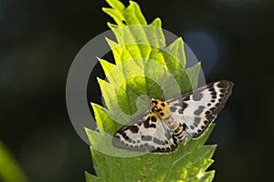 Small magpie Anania hortulata