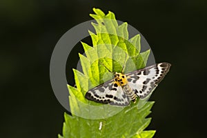 Small magpie Anania hortulata