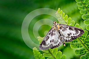 Small Magpie Moth, Anania hortulata Resting amongst a sea of Green Fern Leaves