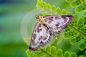 Small Magpie Moth, Anania hortulata Resting amongst a sea of Green Fern Leaves_2