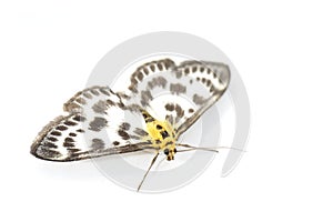 Small magpie moth