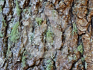 Small Maiden Hair Growths on Old Pine Tree