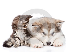 Small maine coon cat looking looking at a alaskan malamute dog. isolated on white