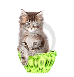 Small maine coon cat sitting in green basket. isolated on white