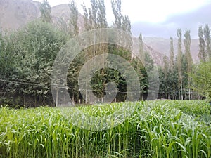 The small Maiz field photo
