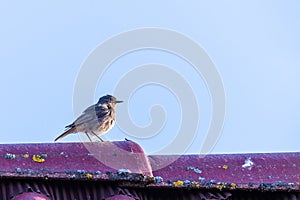 Small male black redstart bird sings on the top of roof