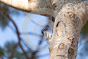 Small male Downy Woodpecker Picoides pubescens on a tree