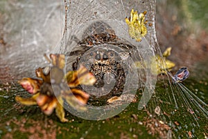 Small Male Jumping Spider