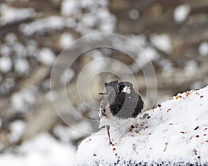 Small Male Junco Bird With Snow on Face