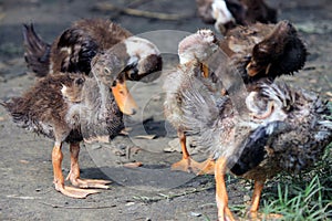 Small mallards or wild ducks.