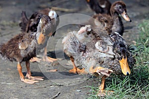 Small mallards or wild ducks.