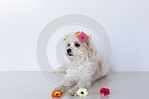 Small maltese cross female dog lying down with bright flowers on a white background