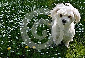 A small Maltese dog happily enjoys spring in the park