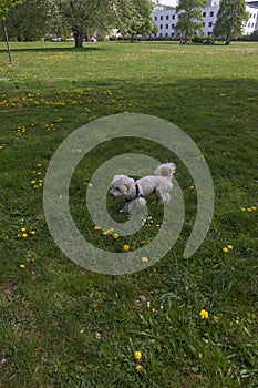 Small maltese dog in the park