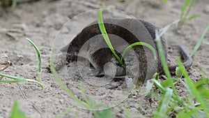 Small mammal Common shrew (Sorex araneus) on grass