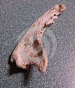 Small Mammal Jaw