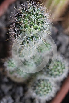 Mammillaria backebergiana 0498