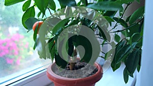 A small mandarin in drops of water on the green branch of the houseplant near the window