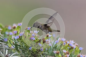 Small and maneuverable in flight for survival