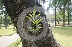 small mango tree shoots grow on large mango tree trunks.