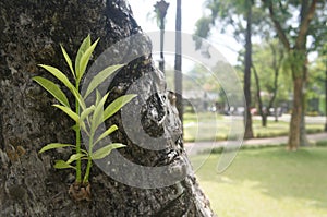 small mango tree shoots grow on large mango tree trunks.