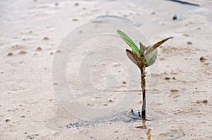Small mangrove growing on the mud