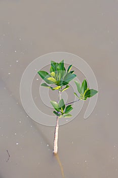 Small mangrove tree