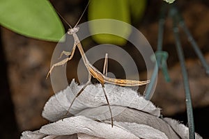 Small Mantid nymph