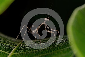 Small Mantid nymph