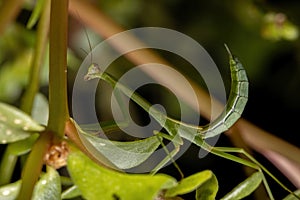 Small Mantid Nymph
