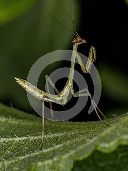 Small Mantid nymph