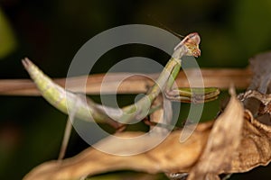 Small Mantid Nymph