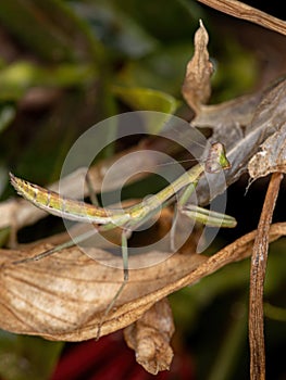 Small Mantid Nymph