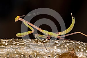 Small Mantid nymph
