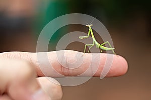 Small Mantid nymph