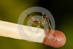 Small mantises close-up