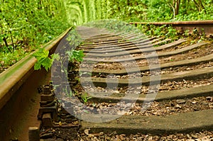 Small maple tree is sprouting between sleepers of railway and gr