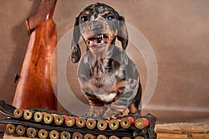 A small marble-colored dachshund puppy stands next to a bandolier and cartridges and grins his teeth