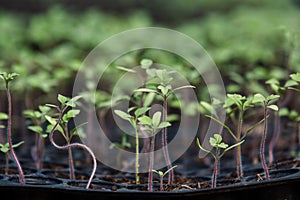 Small Marigold saplings