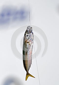 Small marine fish just caught on a hook