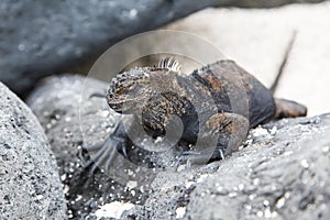 Small marine iguana