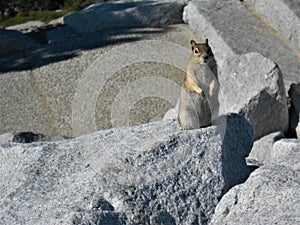 Marmot living in Yosemite national park photo