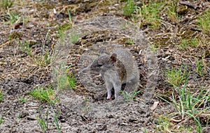 Small marsupial Southern brown bandicoot, Isoodon obesulus