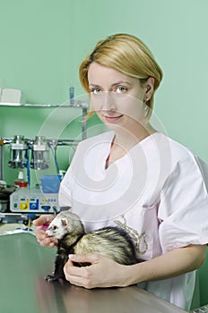 Small marten to the vet