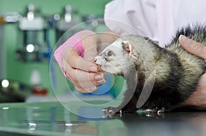Small marten to the vet