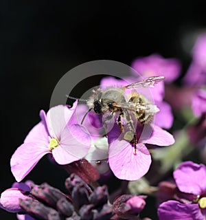 Small Mason bee feeding on wallflower plant photo